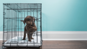 puppy in crate, blue